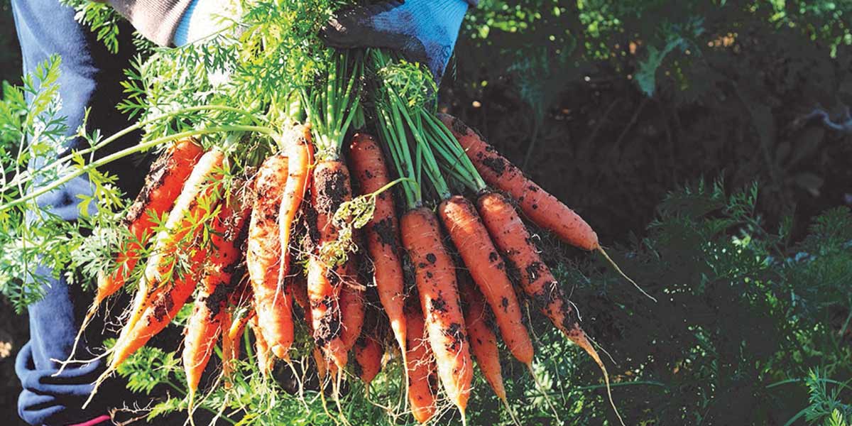 La Carota Novella di Ispica IGP conquista i consumatori italiani